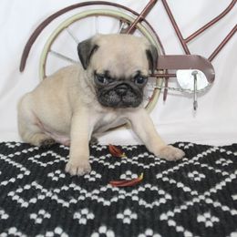 Sawyer - Fawn male Pug puppy in Morton, Illinois from Dream on puppies