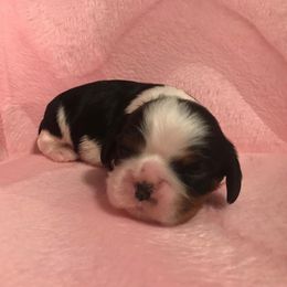 Cavalier King Charles Spaniel Puppies from Pleasant Meadows