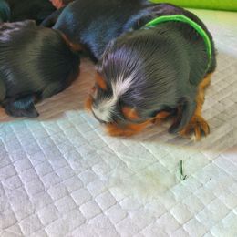 Cavalier King Charles Spaniel Puppies from Gigi's Cavalier Puppies
