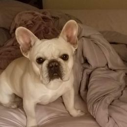 Peter - French Bulldog