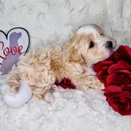 Lary - Cream male Maltipoo puppy in West Jordan, Utah from Mid Sized Maltipoos and More LLC