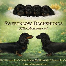 Dachshund puppies from Sweetnlow Dachshund