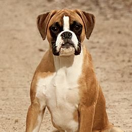 Lola - Boxer