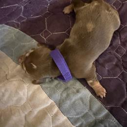 Sandy - Fawn (isabella) and tan female Dachshund puppy in Taylor, Michigan from Meg’s Mini Doxies