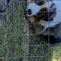 Pickles - Australian Shepherd