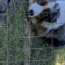Pickles - Australian Shepherd