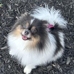 Calli - Pomeranian