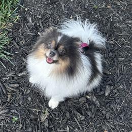 Calli - Pomeranian