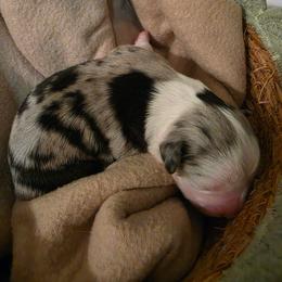 Girl 2 - female Miniature American Shepherd puppy in Bristol, Tennessee from Riverstone Aussies