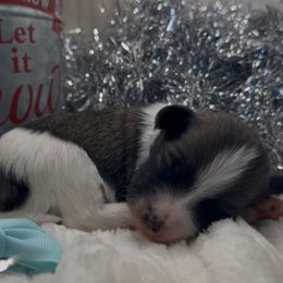 Tessa - AKC - Chocolate sable female Havanese puppy in Verden, Oklahoma from Holcombs Puppy Ranch