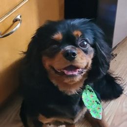 Cavalier King Charles Spaniels from B&C Wigglebutts