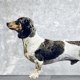 Briar - Dachshund