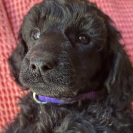 Fryderyk - Black male Poodle puppy in Hartselle, Alabama from Phare Poodles