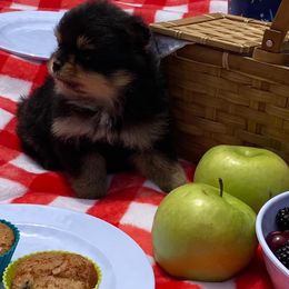 Pomeranians from Southern Gem's Pomeranian