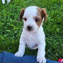 Onyx - Blenheim male Cavapoo puppy in Blackfoot, Idaho from Rocky Desert Goldens and Cavaliers