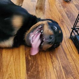 Chunks - Black and rust male Rottweiler puppy in Dfw, Texas from Galaxia Rottweilers