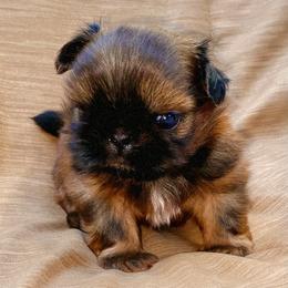 Wilson - Red male Shih Tzu puppy in Jacksonville, Florida from Fancy Garden Shih Tzu
