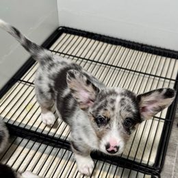 Oakley - Blue merle and white male American Corgi puppy in Omaha, Arkansas from DnD Corgis