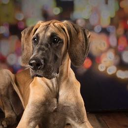 Great Danes from Armor Amazingly Awesome Great Danes