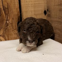 Girl 4 - Brown and white female Aussiedoodle puppy in Lavonia, Georgia from H & A Kennels