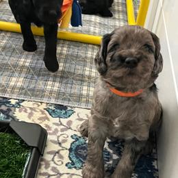 Orange Collar - Merle male Goldendoodle puppy in Ocala, Florida from Hancock Place