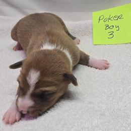 P boy 3 - Red and white male Basenji puppy in Caldwell, Texas from Candyce Witte