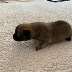 Icelandic Sheepdog Puppies from Paula Sanderson's Icelandic Sheepdogs
