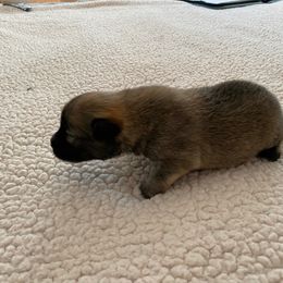 Icelandic Sheepdog Puppies from Paula Sanderson's Icelandic Sheepdogs