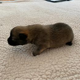 Icelandic Sheepdog Puppies from Paula Sanderson's Icelandic Sheepdogs