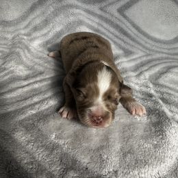 Miniature Australian Shepherd and Toy Australian Shepherd Puppies from Cherry Grove Kennel