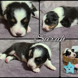 Shetland Sheepdog Puppies from Henotic Homestead's Shetland Sheepdogs