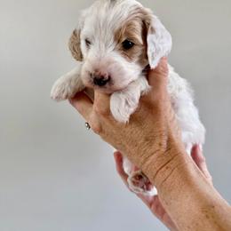 Elsa - Parti female Goldendoodle puppy in Lindon, Utah from Ruby’s Minidoodles LLC