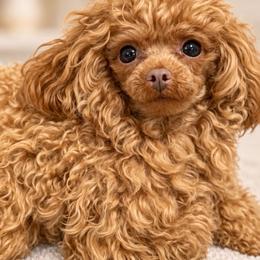 Amalia - Red  female Poodle puppy in San Diego, Temecula, Ontario, California from Yorkie & Maltese Royalty