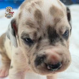 Prince Derek - Harlequin male Great Dane puppy in White City, Kansas from Southwind Great Danes