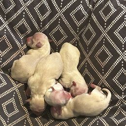 Maltipoo Puppies from Tosha Maltipoos
