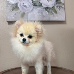 Blanco - Cream male Pomeranian puppy in Phoenix, Arizona from Luxpomz