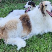 Giovanni - Borzoi
