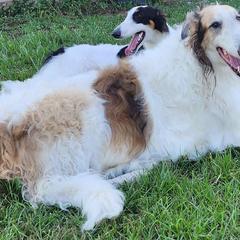 Giovanni - Borzoi