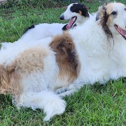 Giovanni - Borzoi
