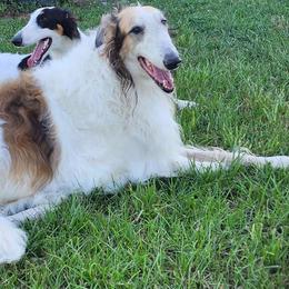 Giovanni - Borzoi