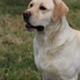 Ben - Labrador Retriever