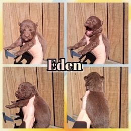 Eden - Brown and white female Siberian Husky puppy in West Liberty, Ohio from Skyfallsiberians