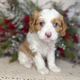 Buzz - Blenheim male Cavapoo puppy in Kankakee, Illinois from Apricot Roots Doodles