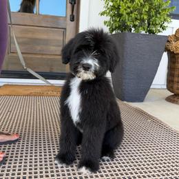 Charles - Black and white male Bernedoodle puppy in Yuba City, California from Ranch House Doodles