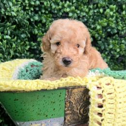 Mr Brandon - Cream male Poodle puppy in Dolan Springs, Arizona from High Desert Companions
