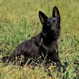 Petra - German Shepherd