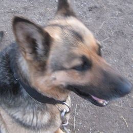 German Shepherds from Soests German shepherds