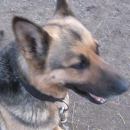 German Shepherds from Soests German shepherds
