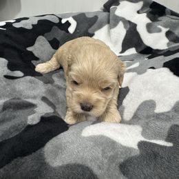 Milo - Brown male Cockapoo puppy in Paradise, Texas from 4W’s F2 Cockapoos