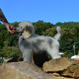 Poodle Puppies from D and D Standard Poodles